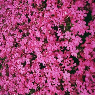 'Blossoms' by Zack Schuster